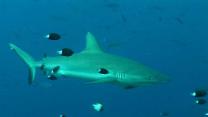 Paraísos submarinos - Viaje al mar II