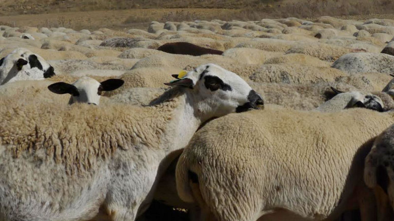 Al rico ternasco de Aragón