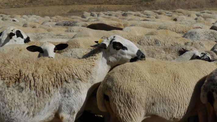 Aquí la Tierra - Al rico ternasco de Aragón