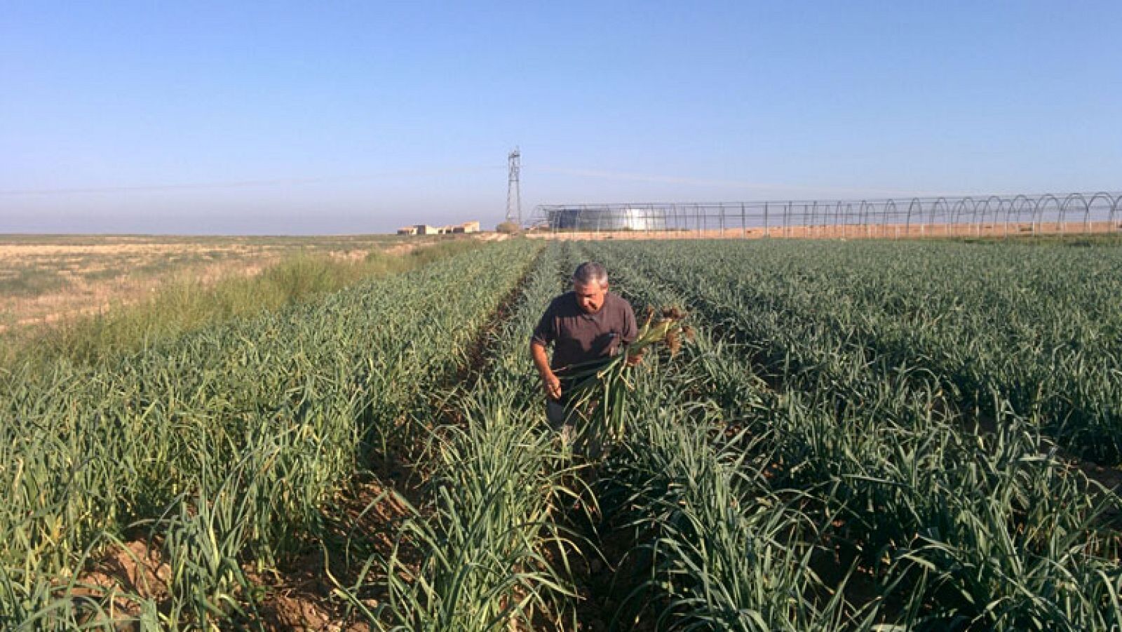Tomatazos en el desierto