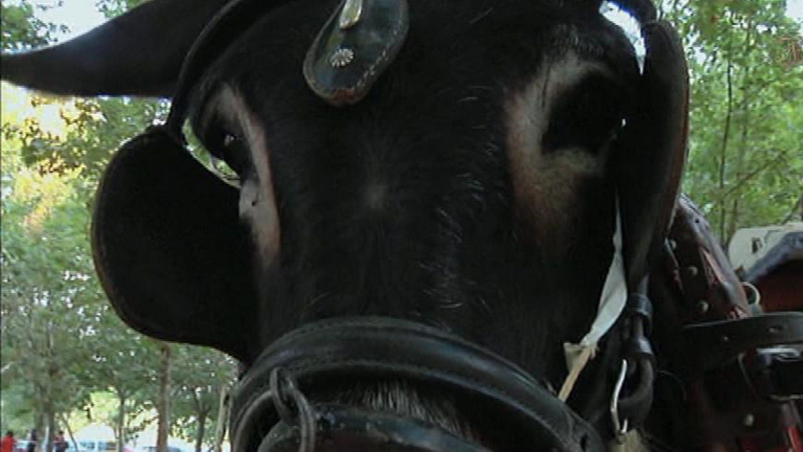 Cirilo, el burro anuncio