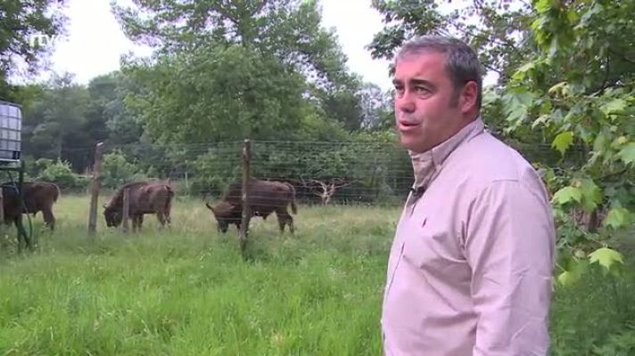 Repor - Salvando la especie - Fernando Morán