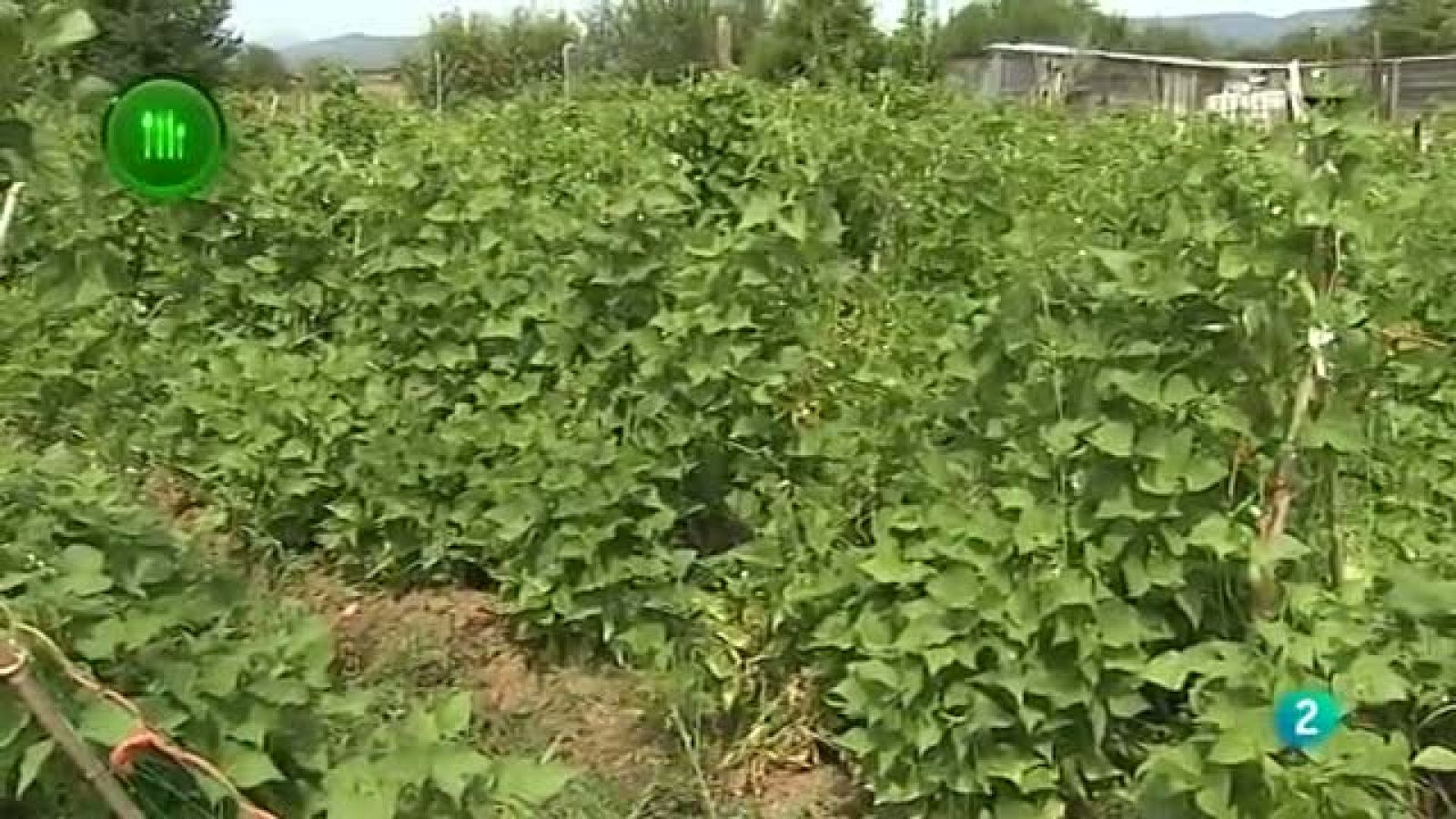 Agrosfera - Con Mucho Gusto - Pochas de Sangüesa