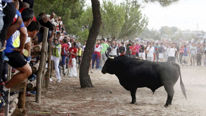 La mañana - Toro de la Vega, ¿ sí o no?