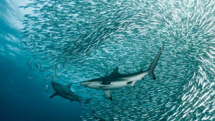 Documenta2 - 'Life' llega a La 2