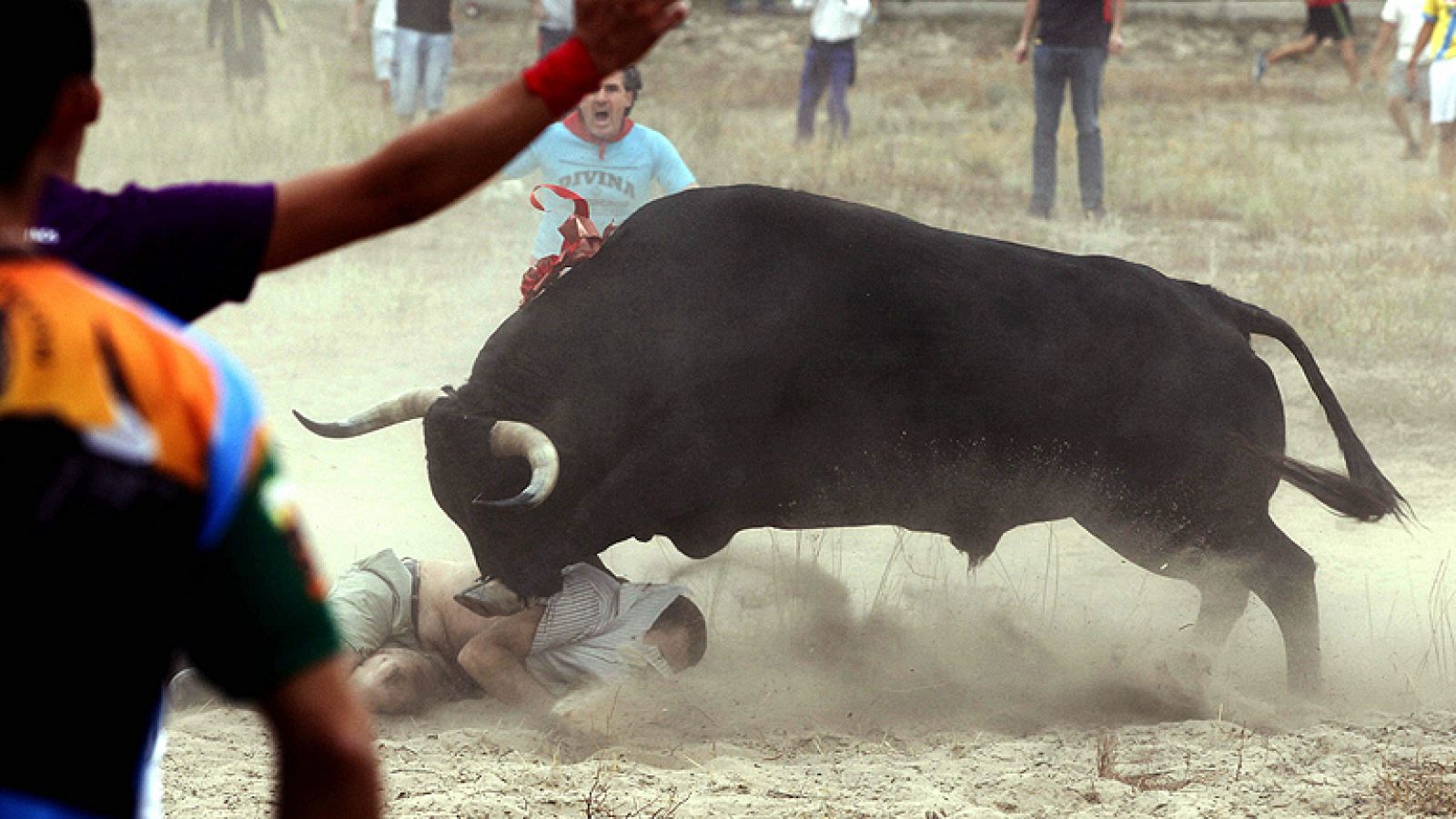 T con T - Polémica celebración del Toro de la Vega en Tordesillas