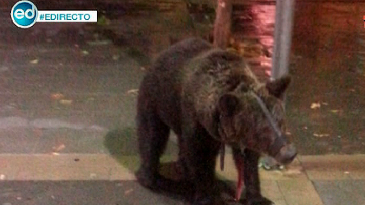España Directo - Deja atado a un oso a una farola mientras se va a un bar