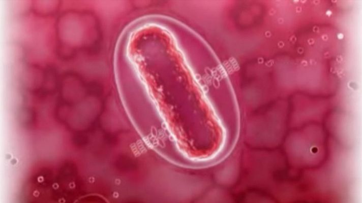 Telediario 1 - La legionella no se contagia entre personas