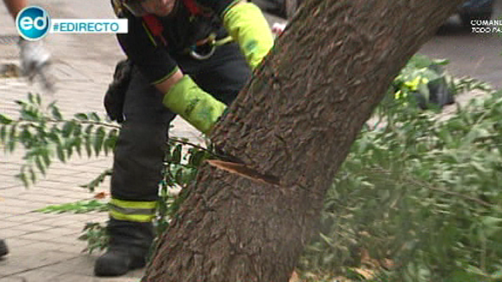 España Directo- Caen dos árboles en Madrid en el mismo día