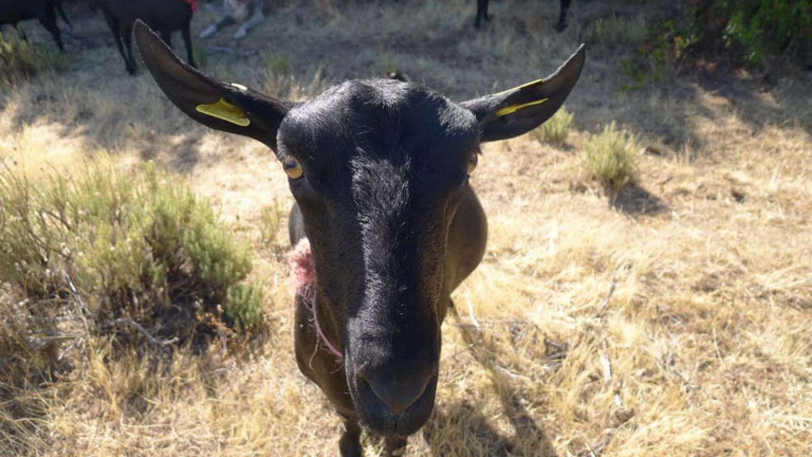 El hombre que susurraba a las cabras