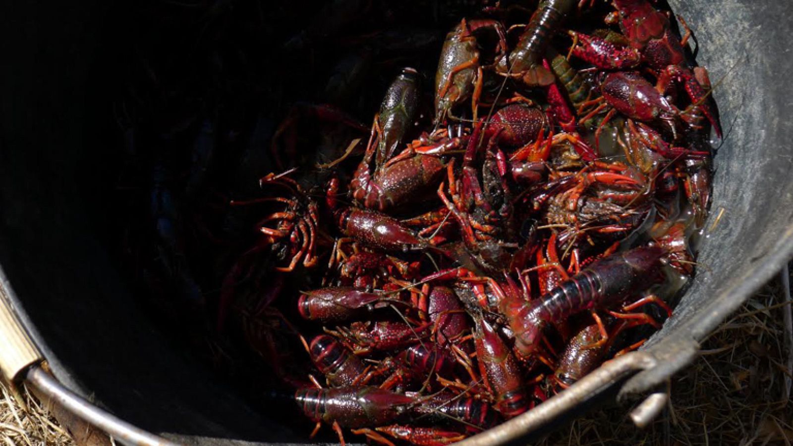 La invasión roja del cangrejo americano