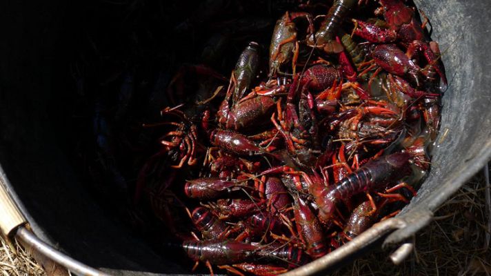 Aquí la Tierra - La invasión roja del cangrejo americano