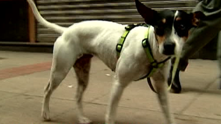 España Directo - La aventura de Suri acaba con un final feliz