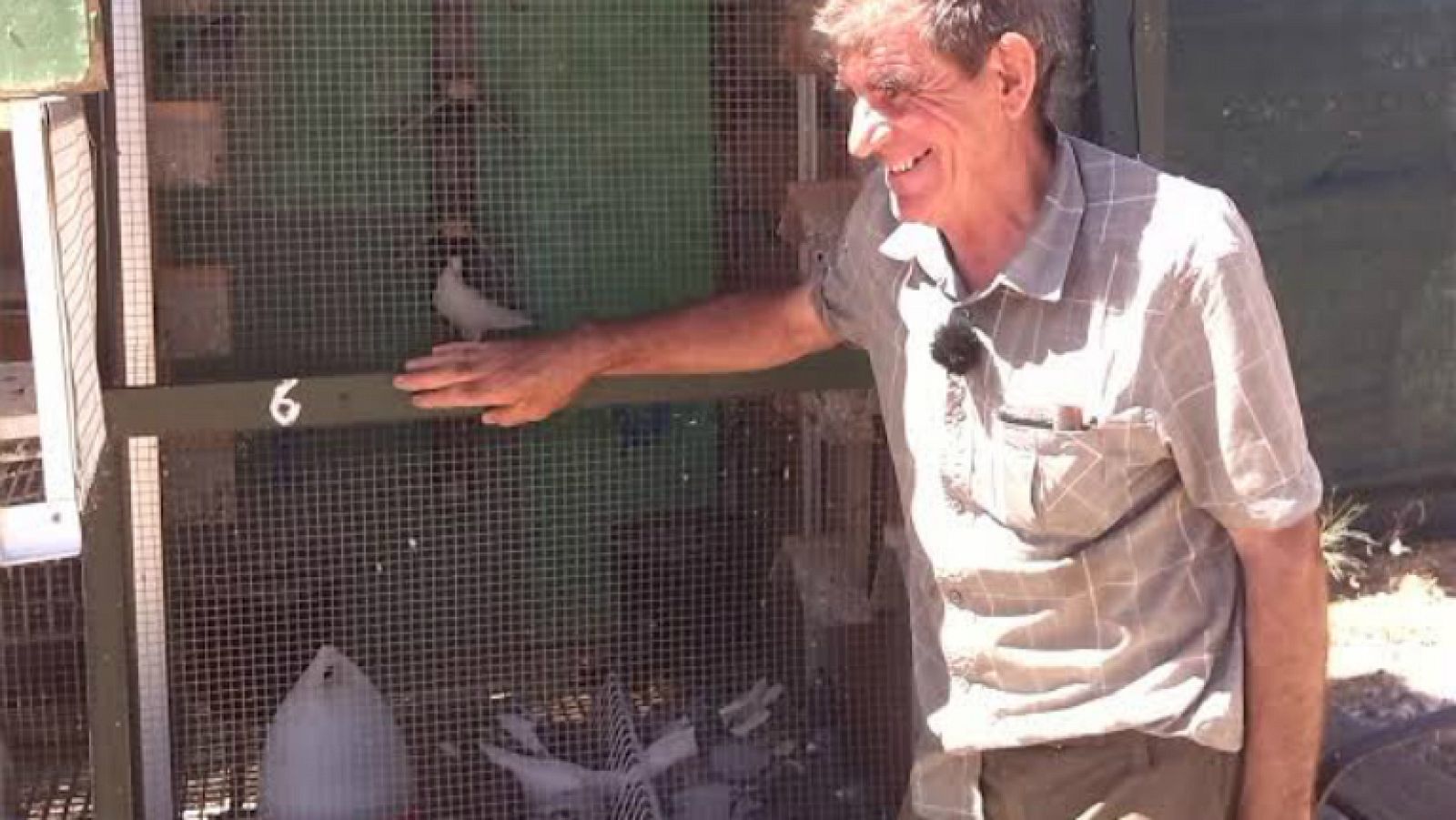 El vuelo de las palomas mensajeras