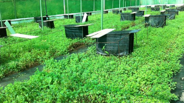 Aquí la Tierra - La estrategia del caracol