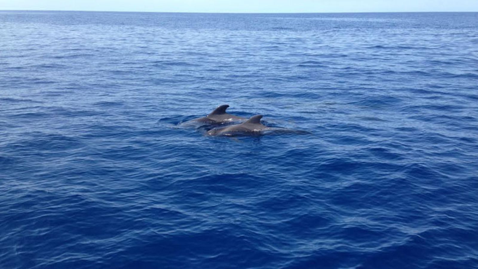 Nuestros amigos marinos, los calderones