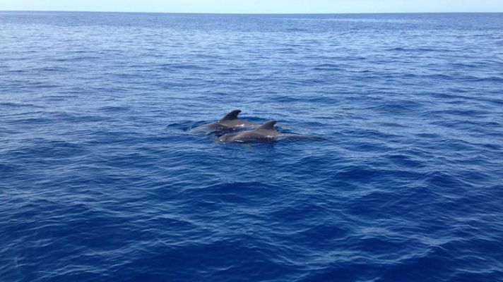 Aquí la Tierra - Nuestros amigos marinos, los calderones