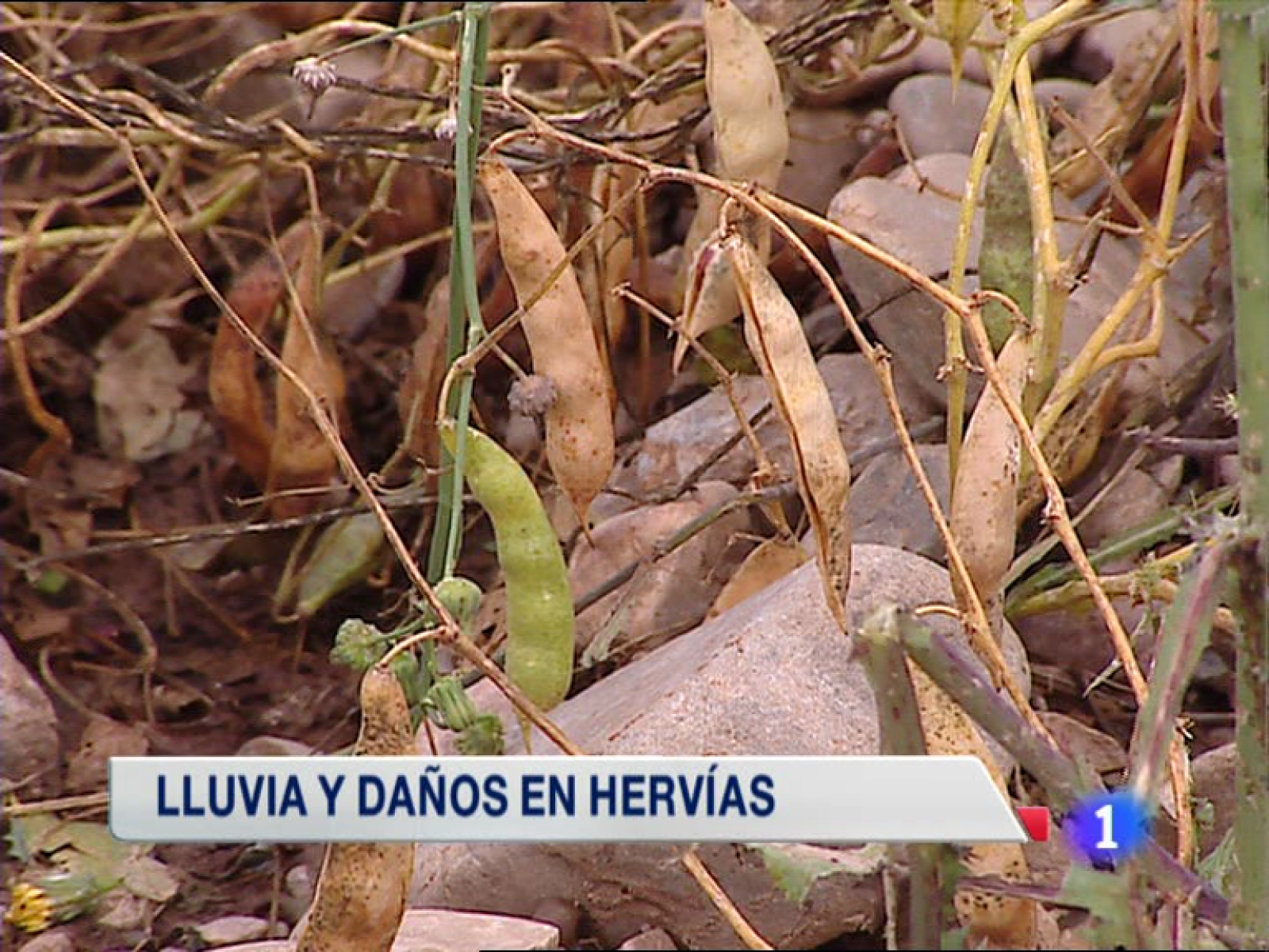 Telerioja en 2' - 24/09/14 | Ver