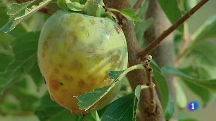 L'informatiu - Comunitat Valenciana - La Comunidad Valenciana en 2' - 25/09/14