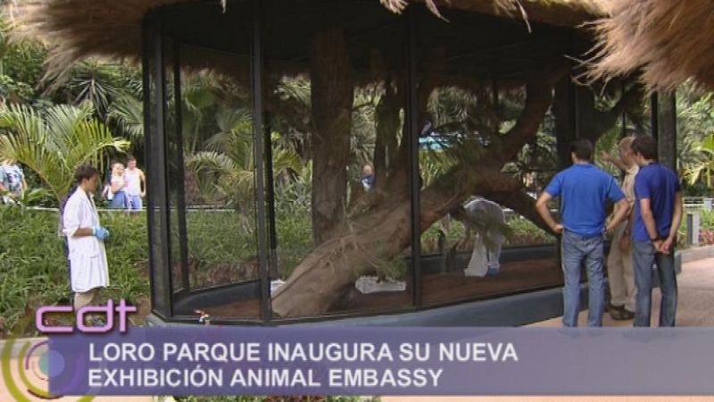 Cerca de ti - 26/09/14 - Cerca de ti | Ver