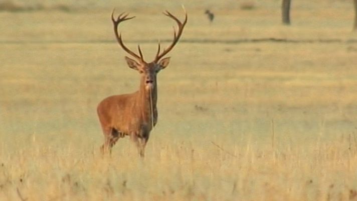 Telediario 1 - Comienza la berrea en el Parque Nacional de Cabañeros