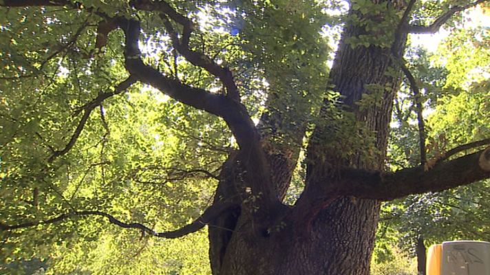 Telediario 1 - "Pantalones" amenazado de muerte