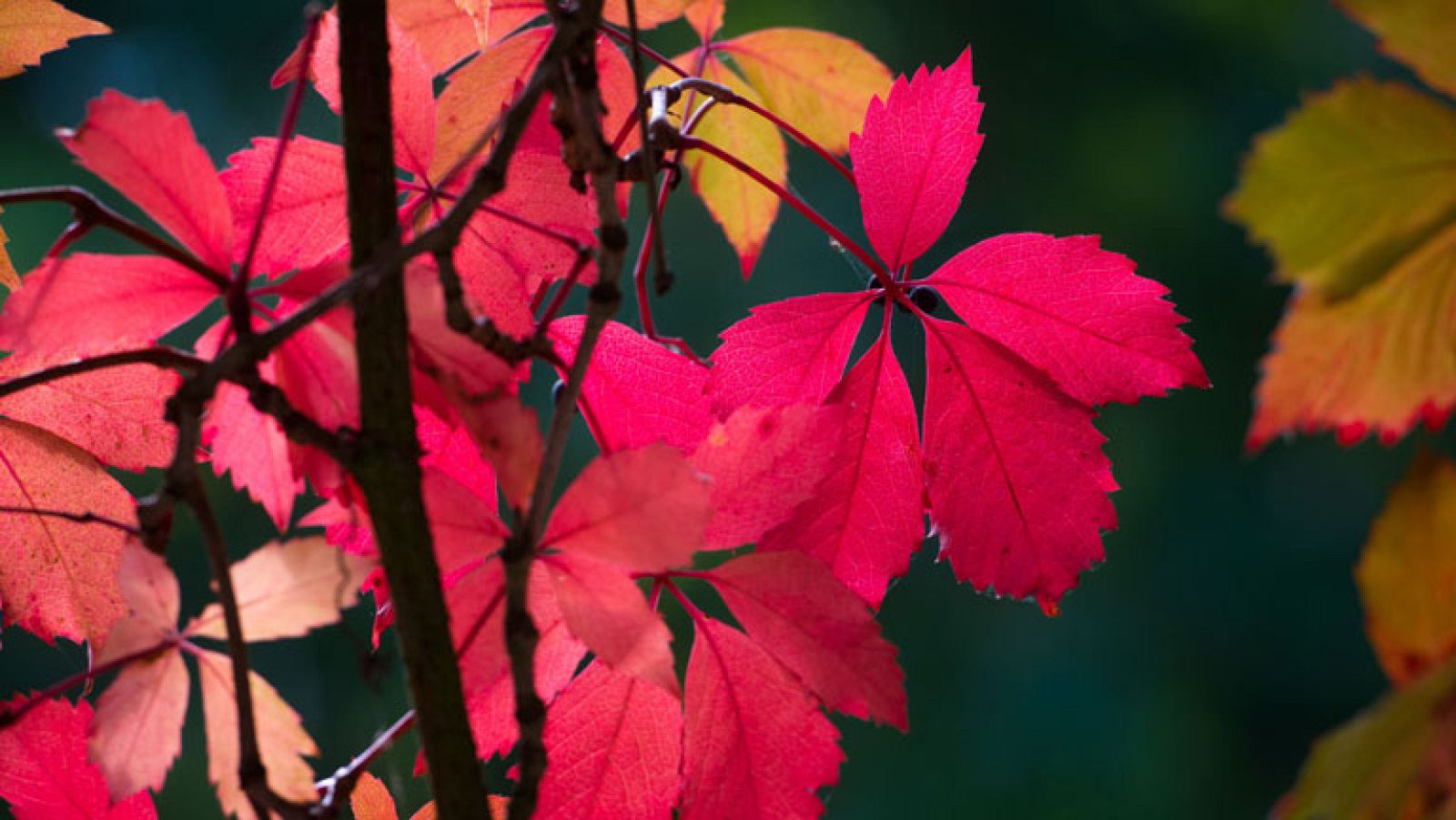 Viento fuerte en el Estrecho y litoral de Andalucía oriental