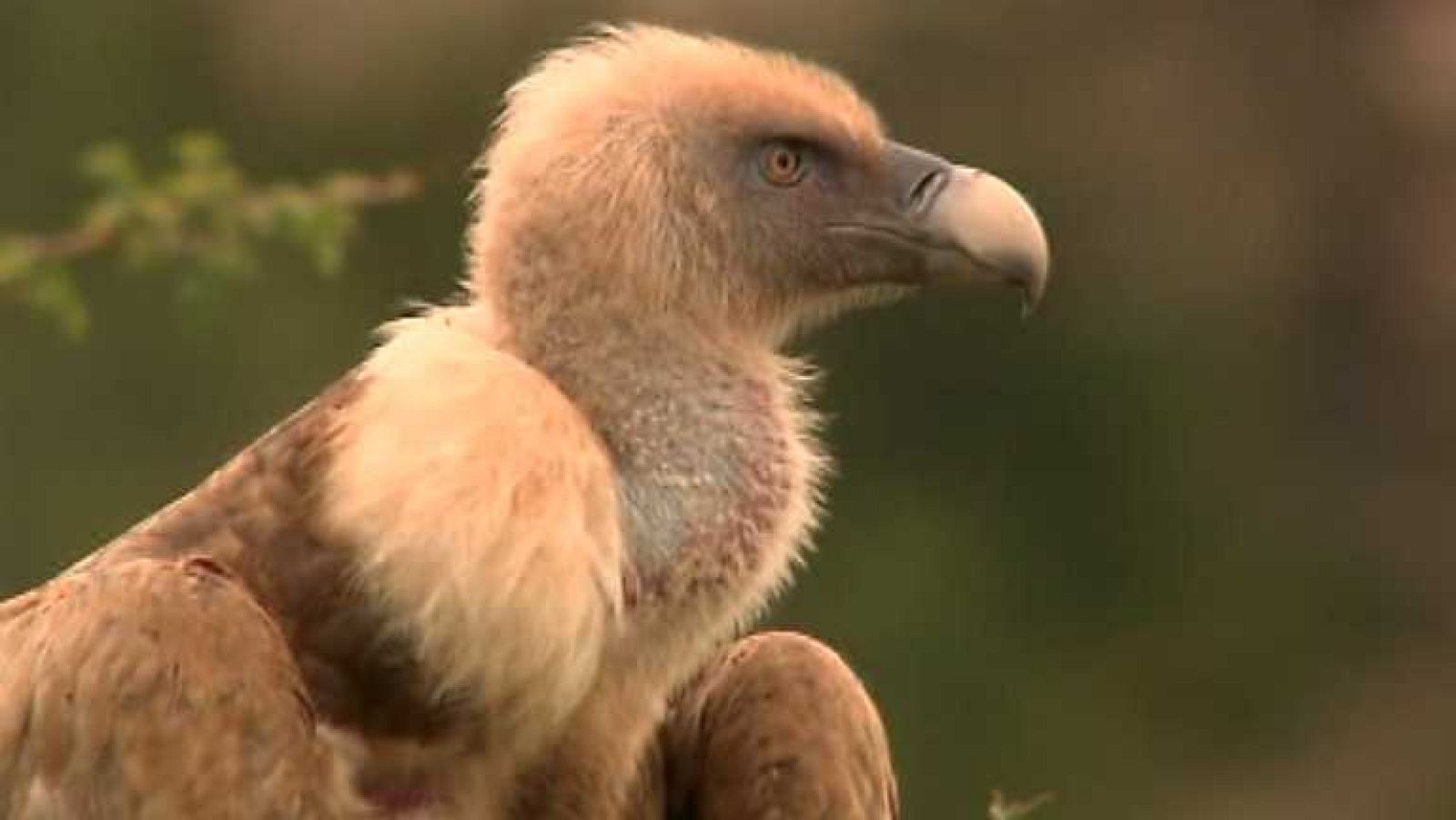 La aventura del saber - 02/10/14- Ver ahora