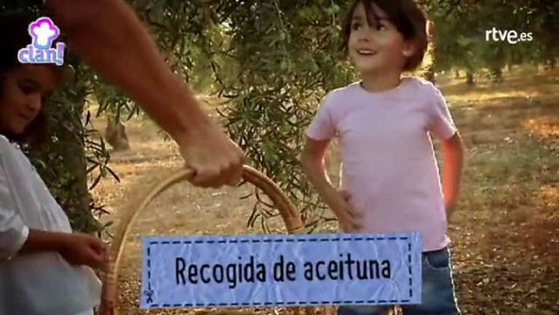 La almazara y el aceite de oliva virgen extra - Cocina con Clan | Ver