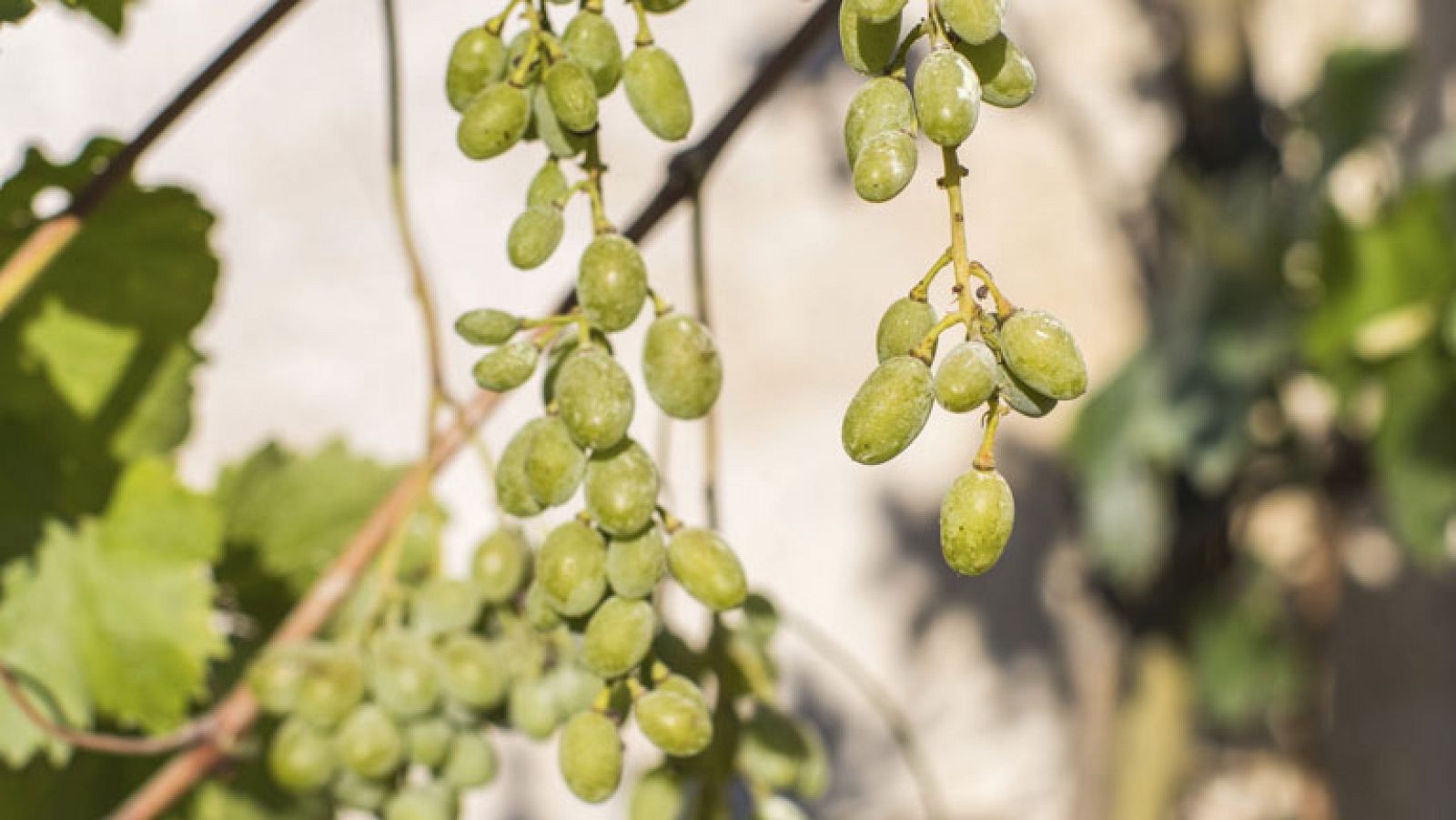 Tan dulce como el moscatel