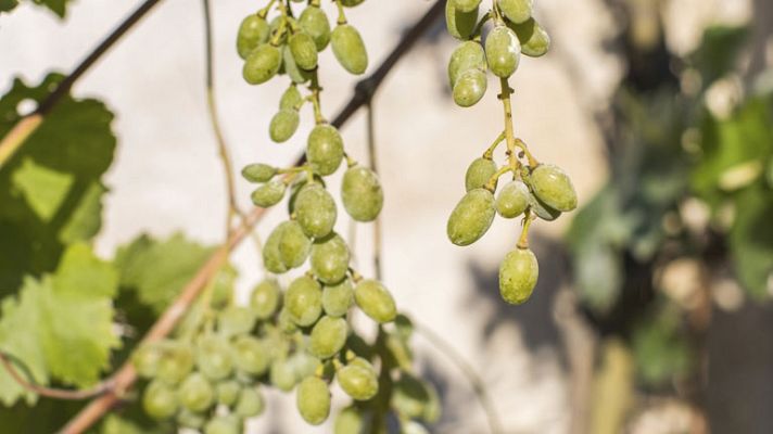 Aquí la Tierra - Tan dulce como el moscatel