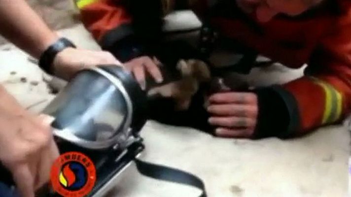 Telediario 1 - Boca-hocico de un bombero a un cachorro