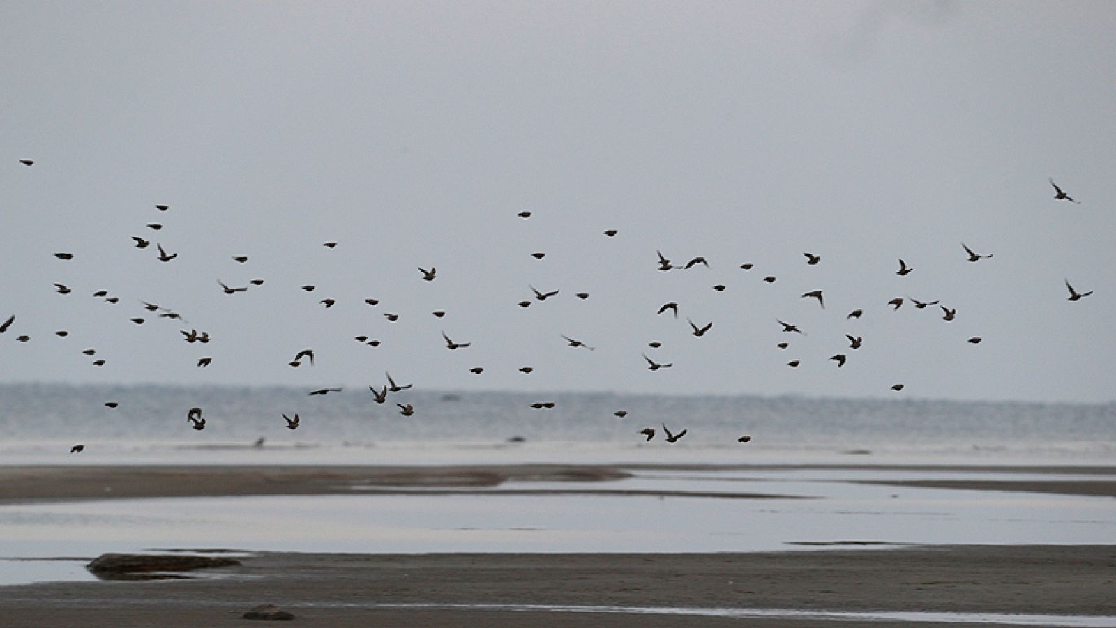 La acción humana pone en peligro a numerosas especies de aves