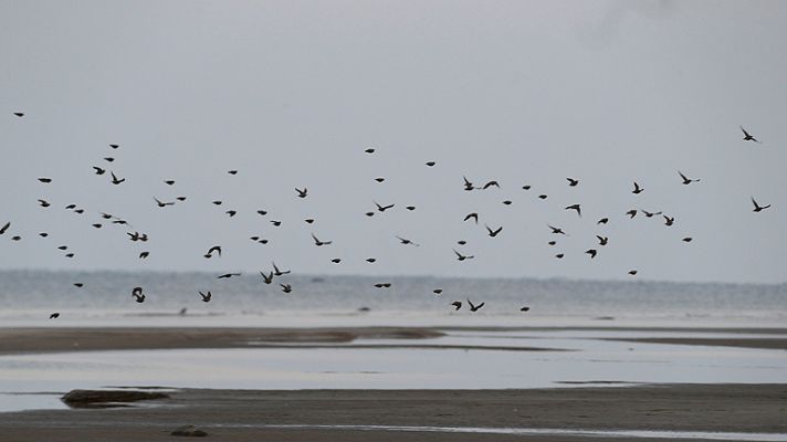 Informativo 24h - La acción humana pone en peligro a muchas especies de aves