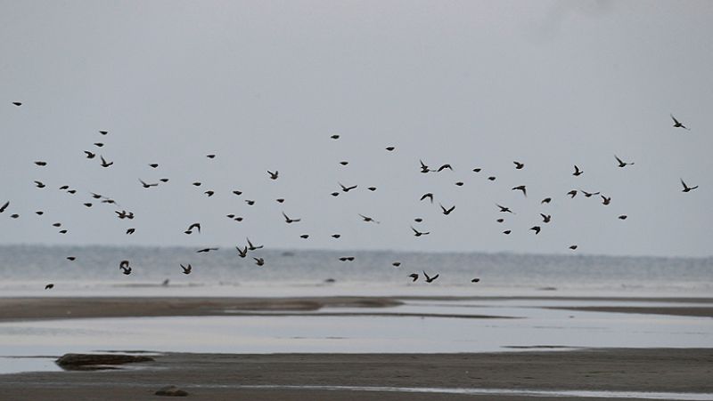 La acción humana pone en peligro a numerosas especies de aves