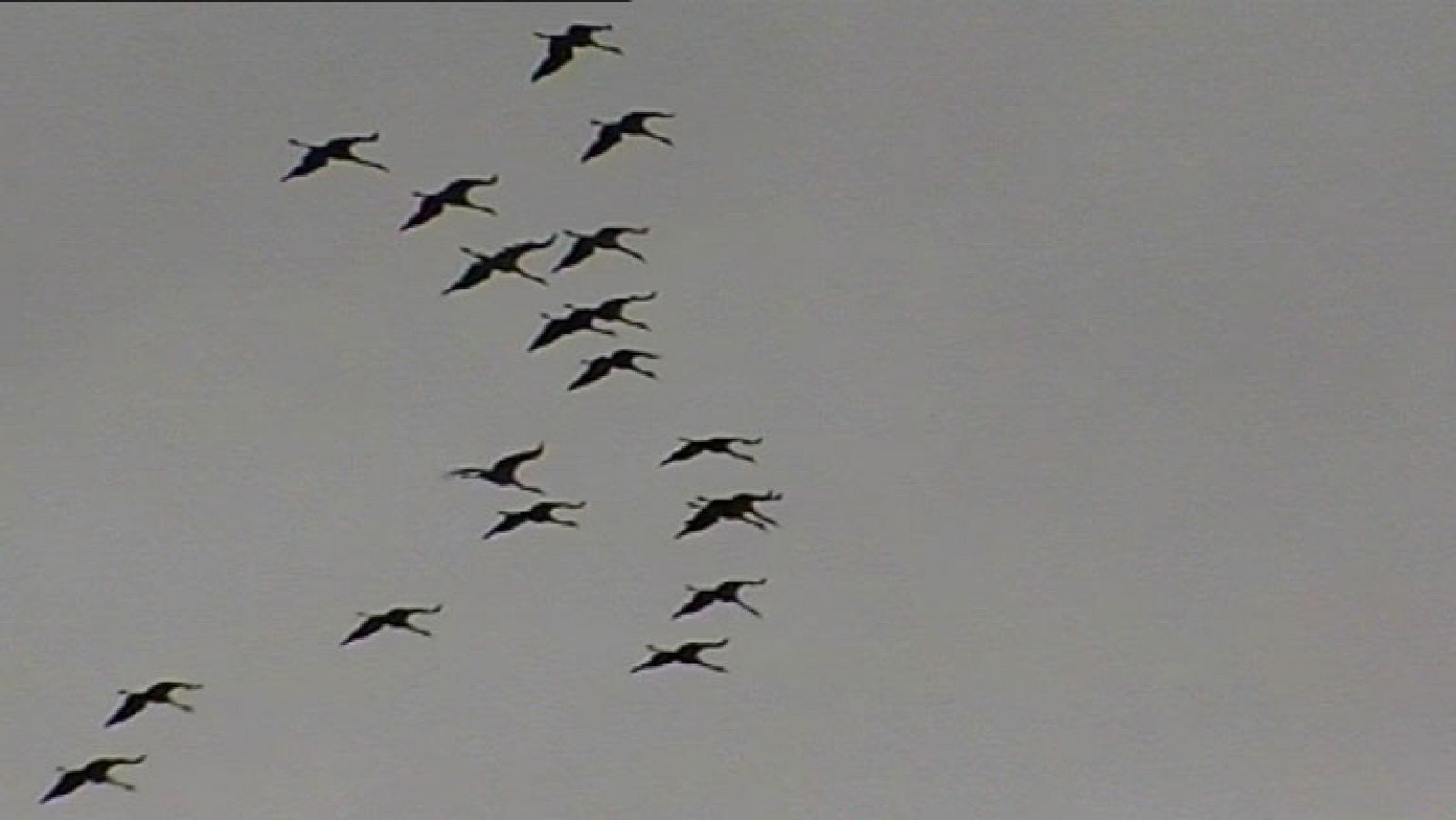 Comienza octubre, mes de migración para muchas aves