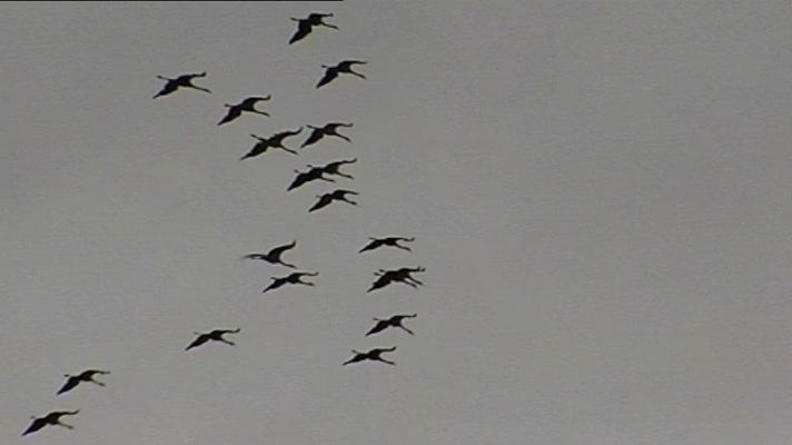 Telediario 1 - Comienza octubre, mes de migración para muchas aves