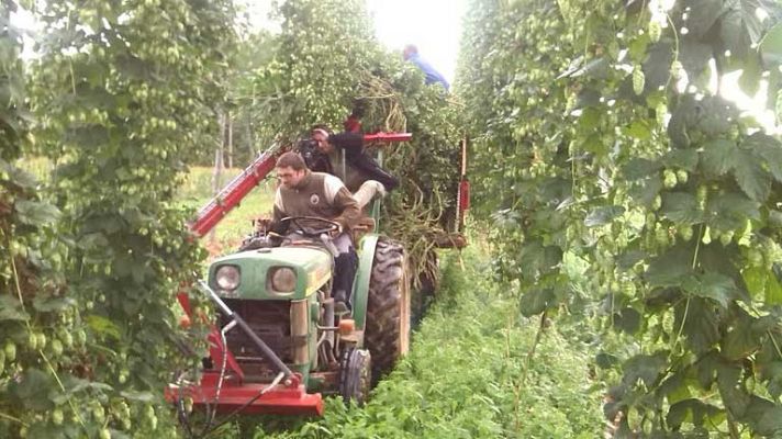 Aquí la Tierra - El lúpulo, el rey de la cerveza
