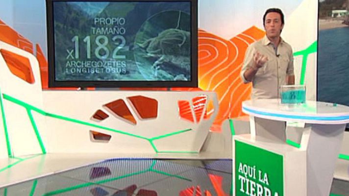 Aquí la Tierra - Nuestras amigas las hormigas