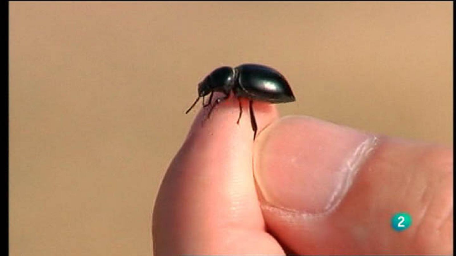 Para Todos La 2 - Vídeo - Bichos