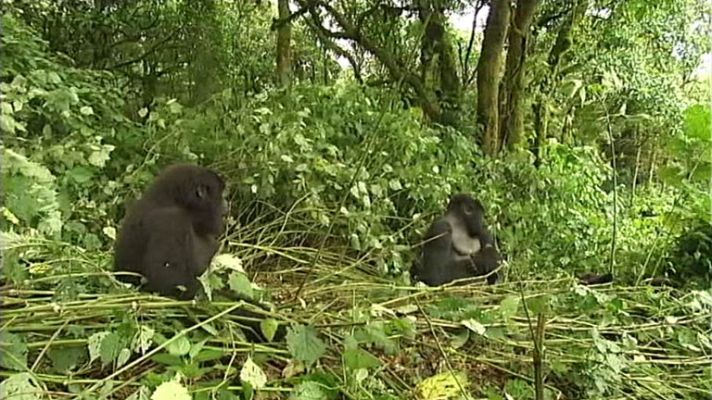 Telediario 1 - ¿Cómo pueden los animales transmitir el virus del ébola?