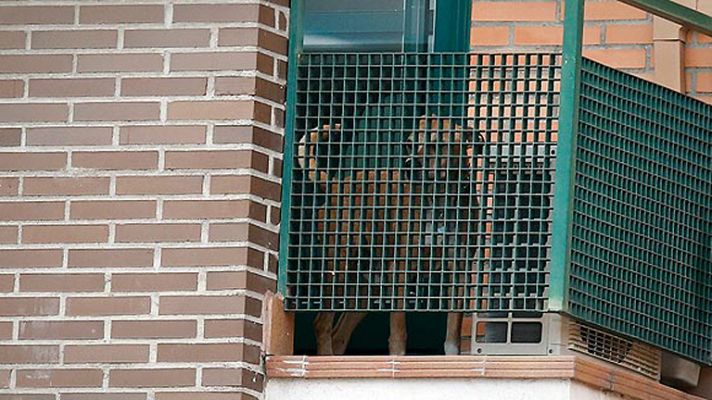 Telediario 1 - El perro de la infectada de ébola es sacrificado