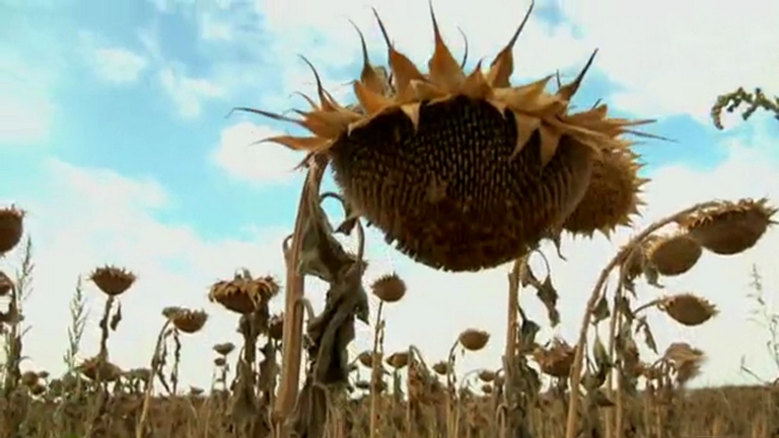 Aquí la Tierra - Los girasoles, en busca del sol