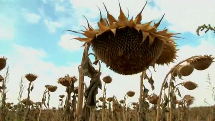 Aquí la Tierra - Los girasoles, en busca del sol