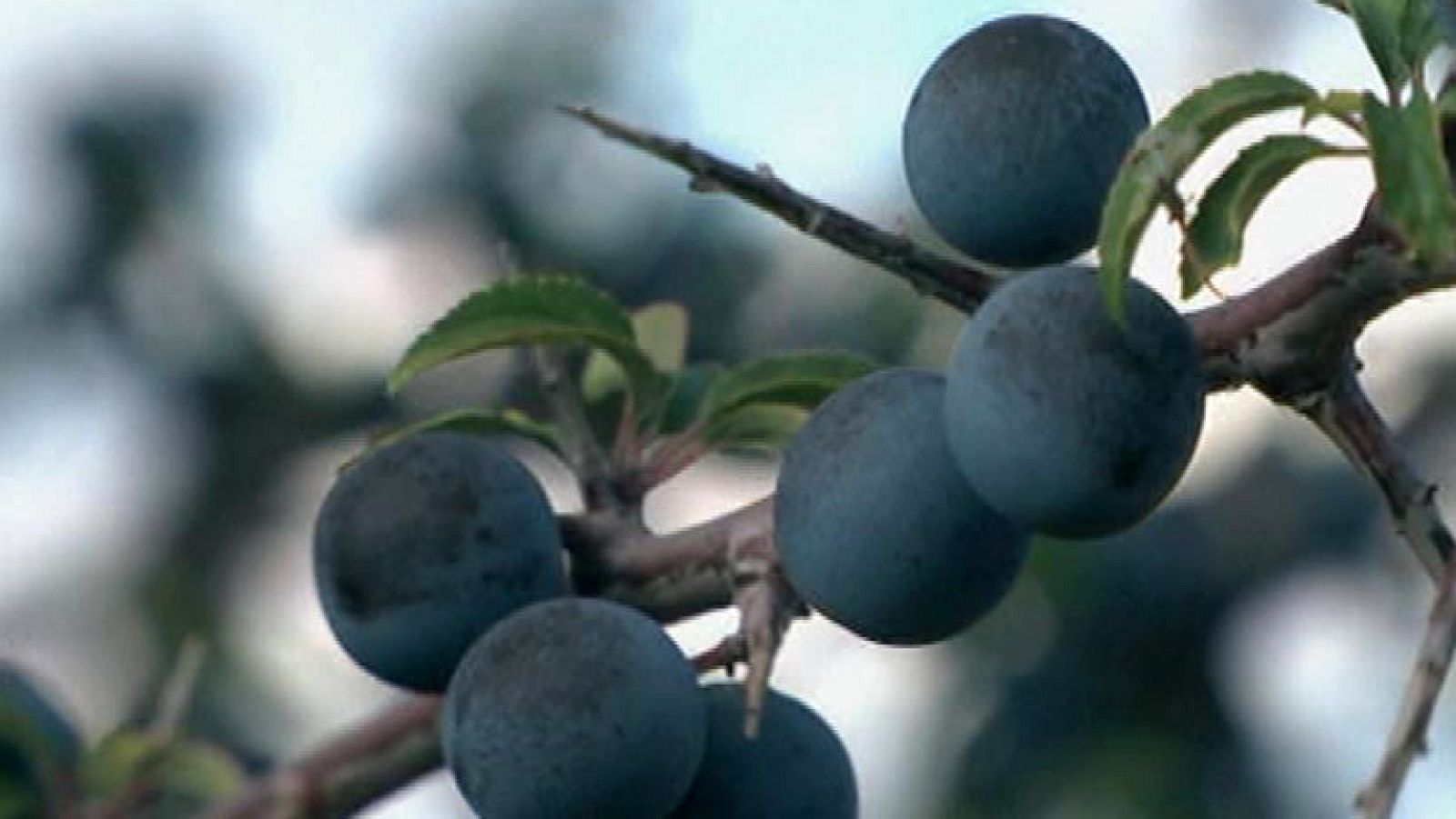 Pacharán de Navarra, un lujo para la garganta