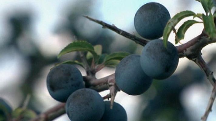 Aquí la Tierra - Pacharán de Navarra, un lujo para la garganta