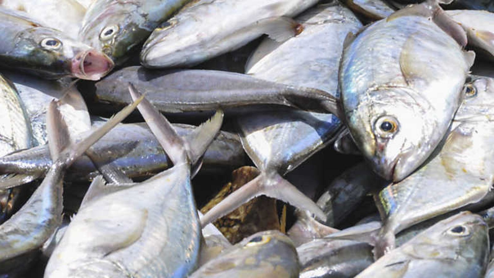 Documentos TV - Pescado ¿no tan sano? - Ver ahora