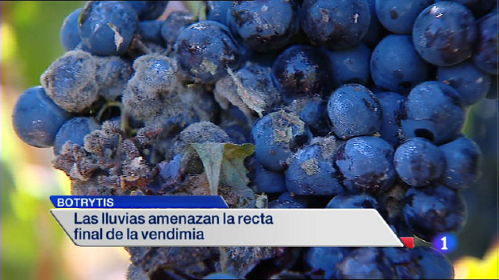 Informativo Telerioja 2 - 14/10/14