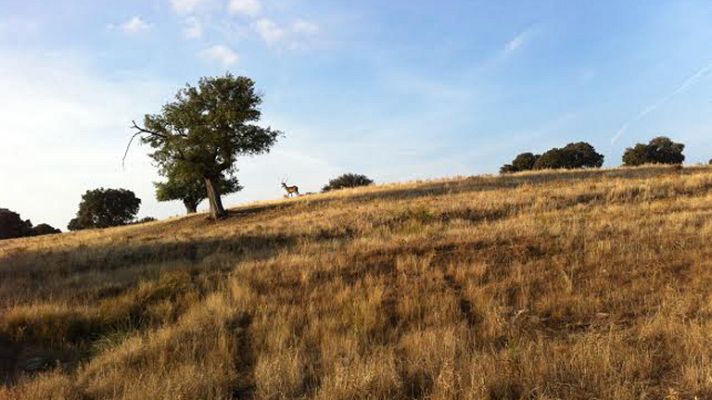 Aquí la Tierra - Berreando que es gerundio
