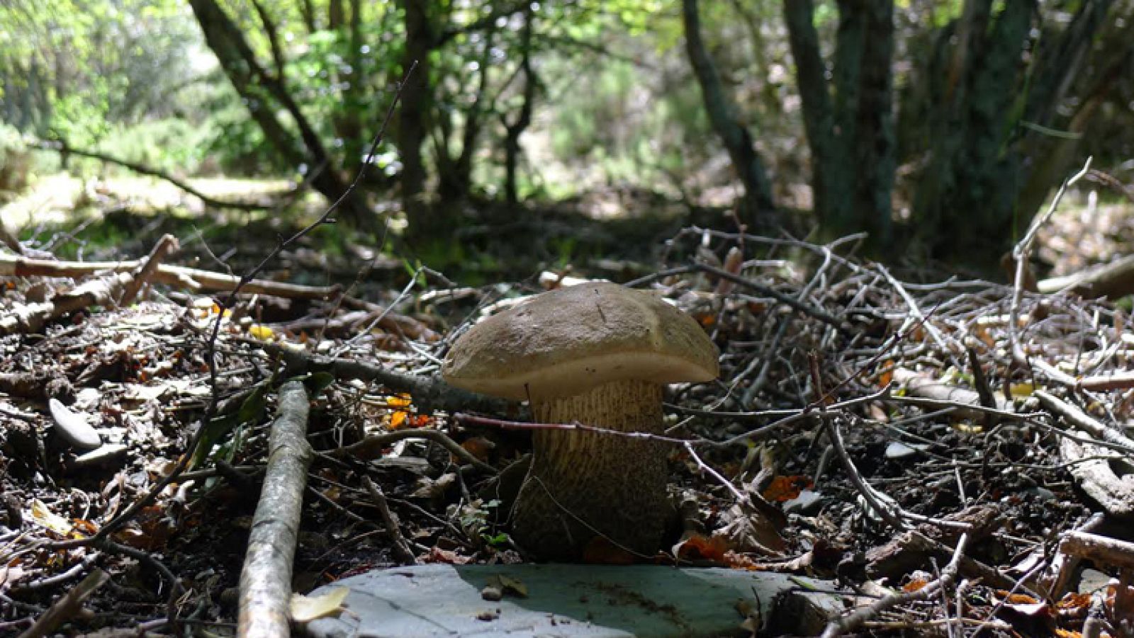 Tejera Negra, un hayedo mágico